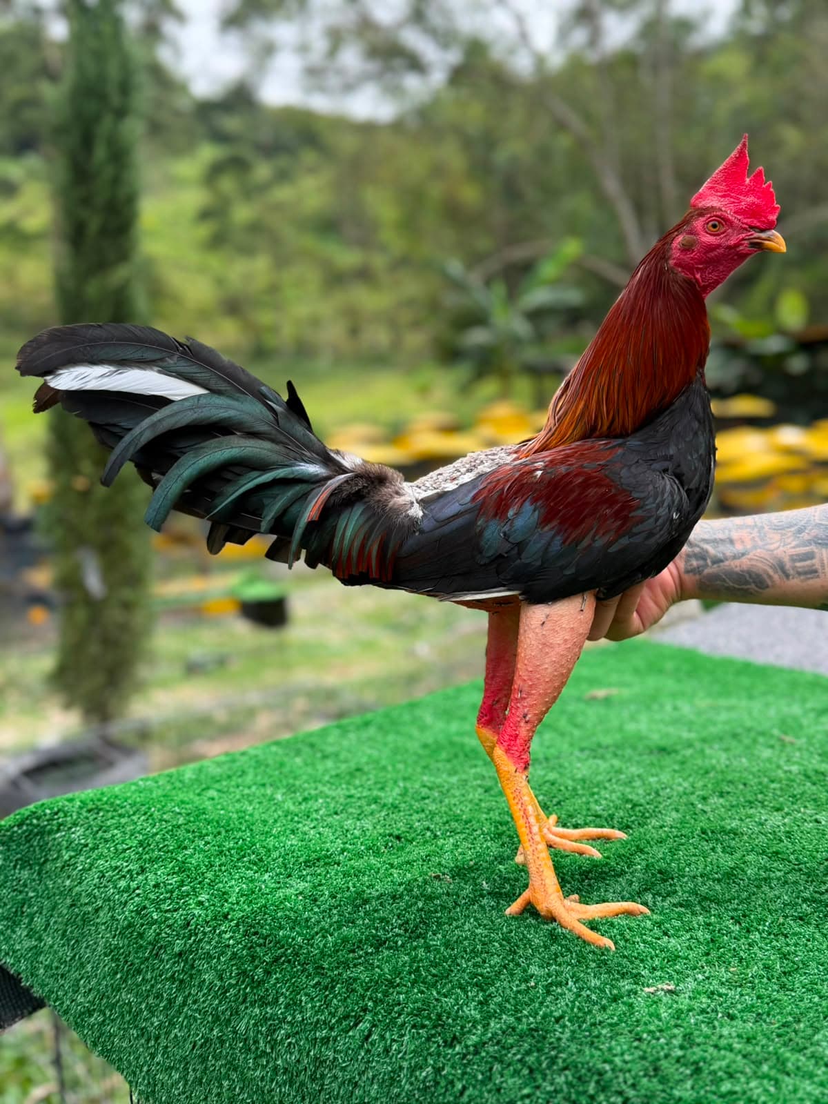 Gallos La Medusa