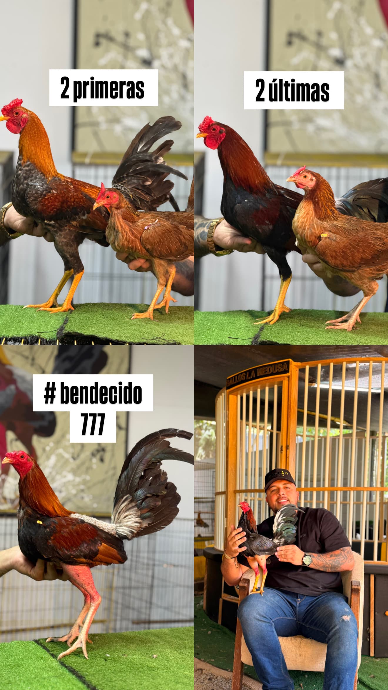 GENÉTICA GALLOS LA MEDUSA 🧬