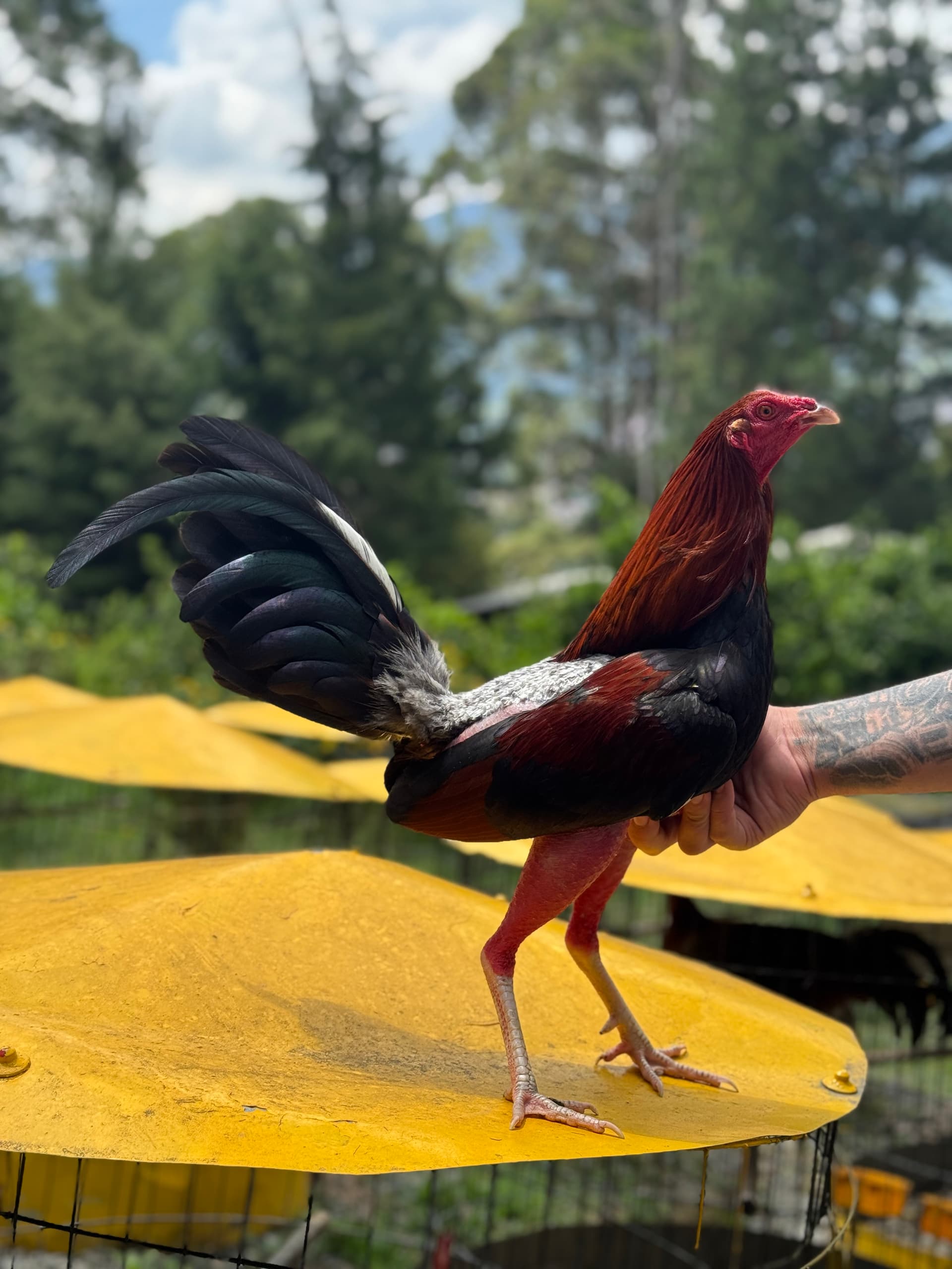 LA LEYENDA 🐍🐍: EL DOBLE FERIA 🎡🇨🇴🇩🇴🇵🇦 — foto 6 de 10