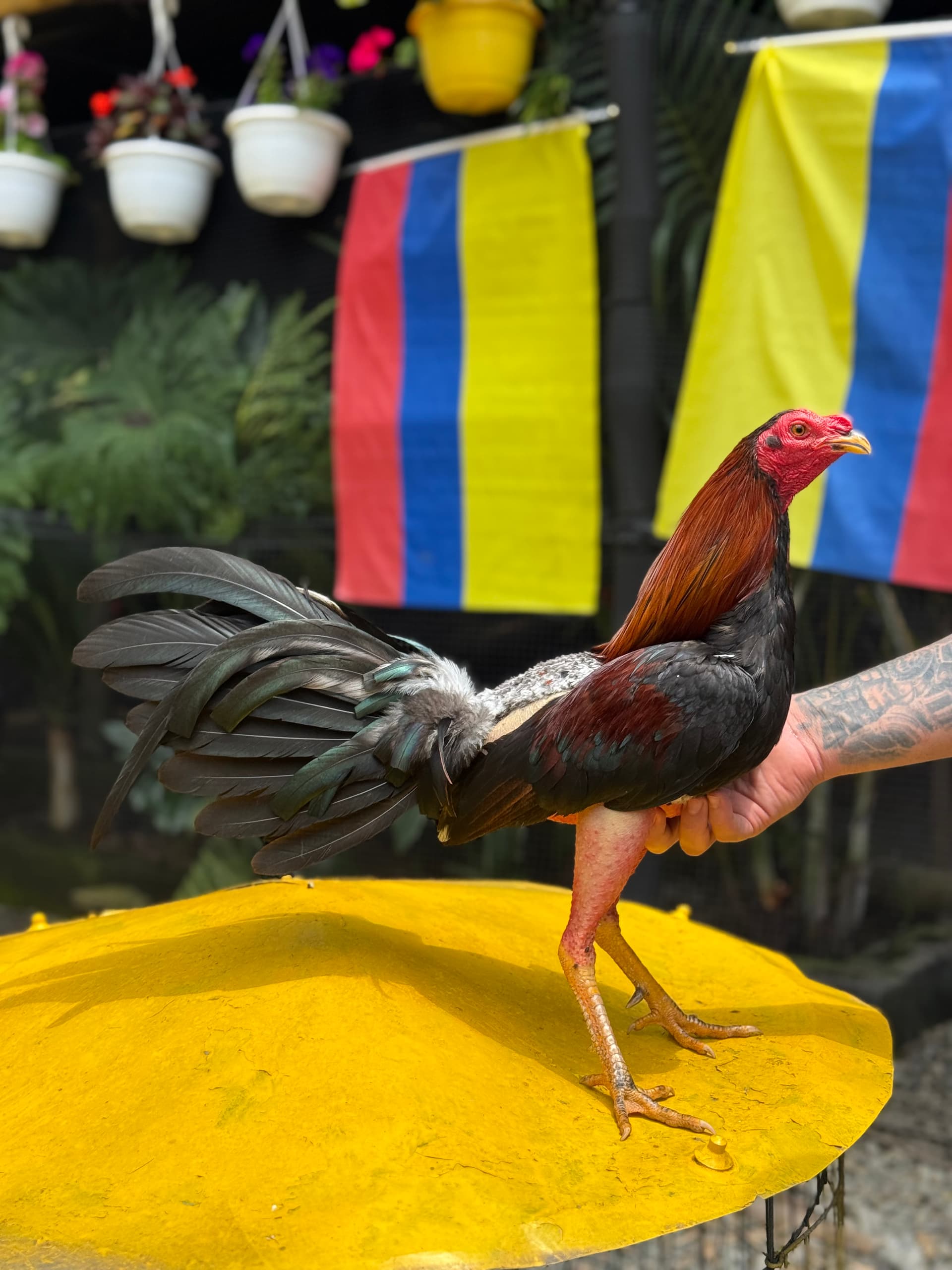 LA LEYENDA 🐍🐍: EL DOBLE FERIA 🎡🇨🇴🇩🇴🇵🇦 — foto 7 de 10