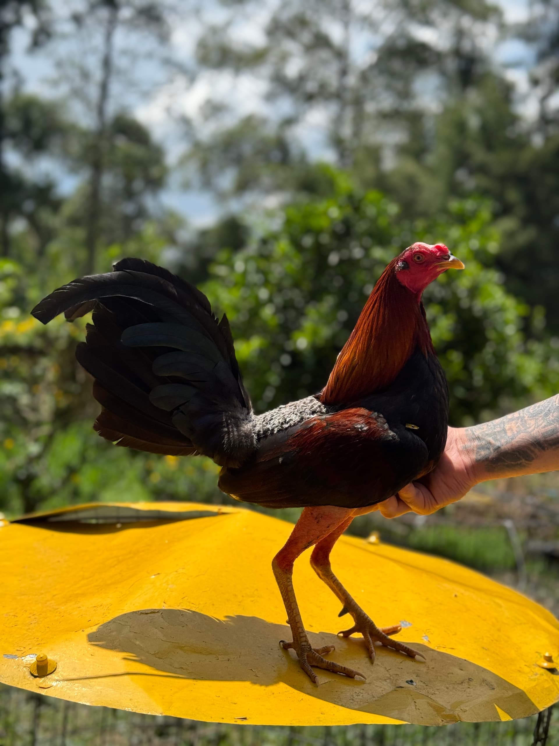 LA LEYENDA 🐍🐍: EL DOBLE FERIA 🎡🇨🇴🇩🇴🇵🇦 — foto 8 de 10